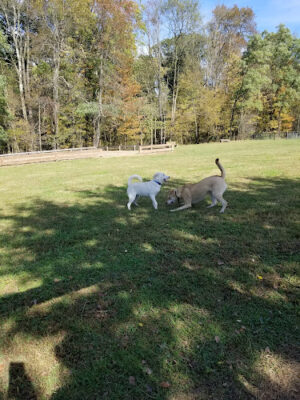 Wolf Run Regional Park