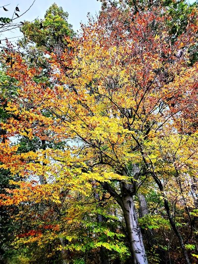 Craig Pittman Memorial Park - Navarre, OH