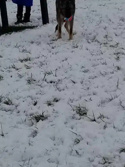 New Albany Dog Park - New Albany, IN