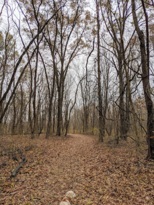 New Albany Nature Preserve and Wetlands