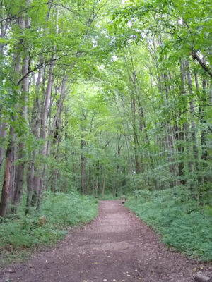 New Albany Schools Woodlands Wetlands