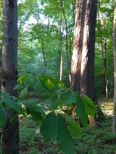 New Albany Schools Woodlands Wetlands - New Albany, OH