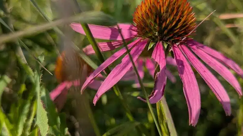 Taylor Farm Park - New Albany, OH