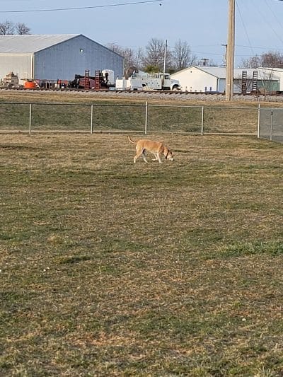 New Bremen Dog Park - New Bremen, OH
