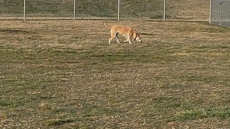 New Bremen Dog Park - New Bremen, OH