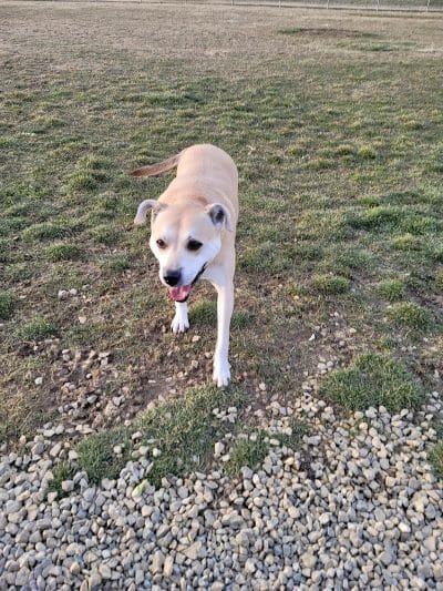 New Bremen Dog Park - New Bremen, OH