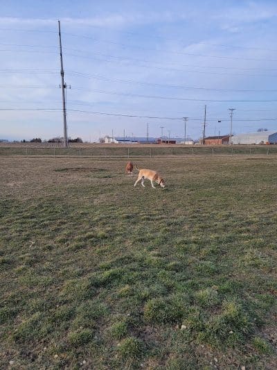 New Bremen Dog Park - New Bremen, OH