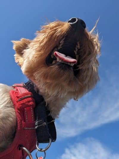 New Bremen Dog Park - New Bremen, OH