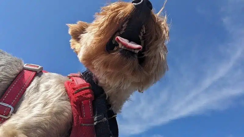 New Bremen Dog Park - New Bremen, OH