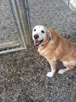 Country Lane Kennel