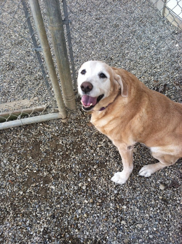 Country Lane Kennel