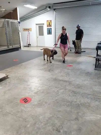 K9 Solutions Center - New Carlisle, OH