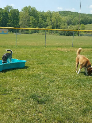 Hancock County Dog Park