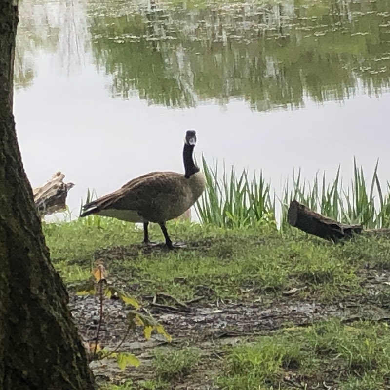 Portage Lakes Dog Park - New Franklin, OH