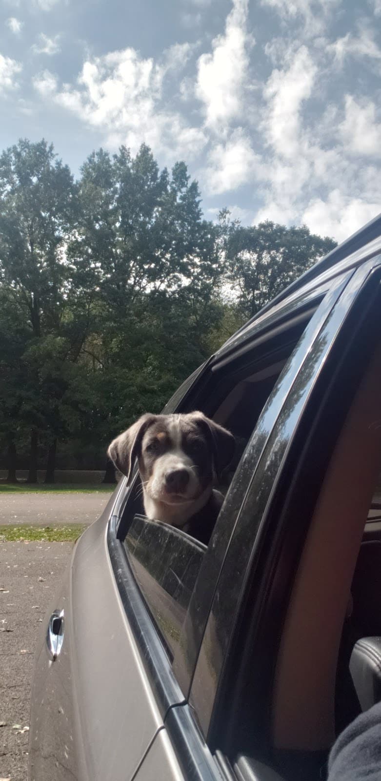 Portage Lakes Dog Park - New Franklin, OH