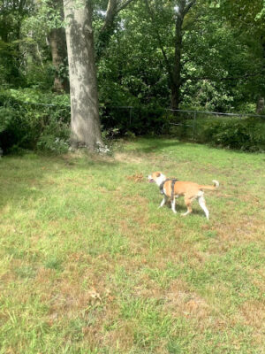 Edgewood Park Dog Park
