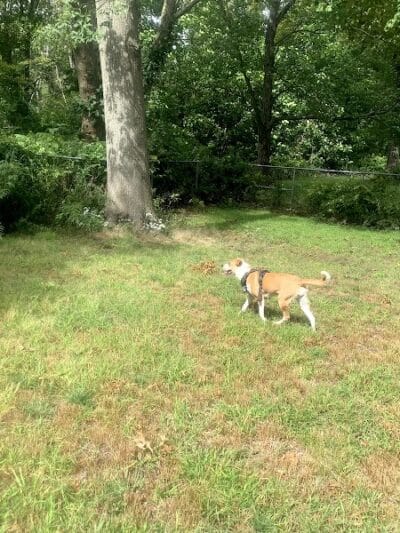 Edgewood Park Dog Park - New Haven, CT