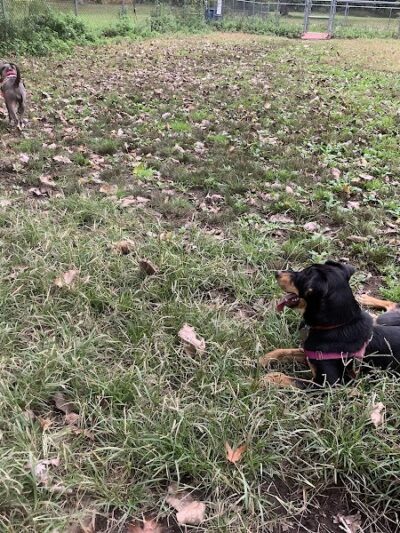 Edgewood Park Dog Park - New Haven, CT