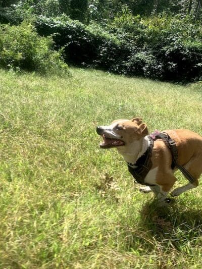 Edgewood Park Dog Park - New Haven, CT
