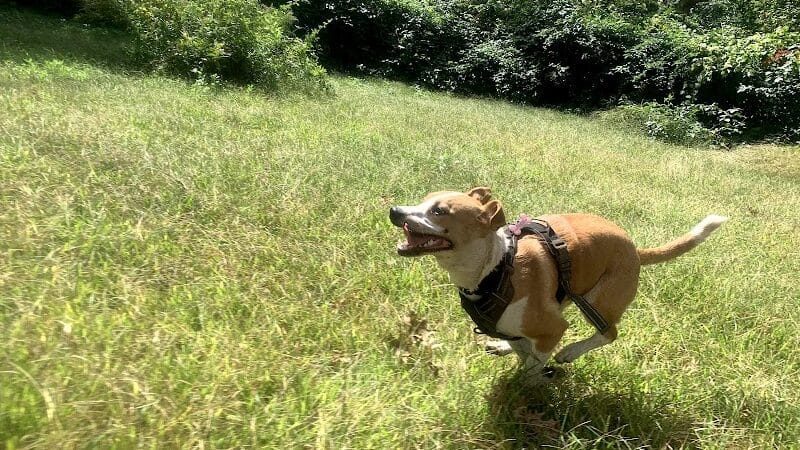 Edgewood Park Dog Park - New Haven, CT