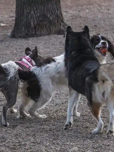 Union Street Dog Park - New Haven, CT