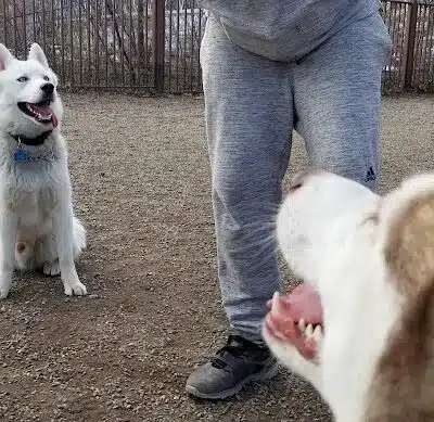 Union Street Dog Park - New Haven, CT