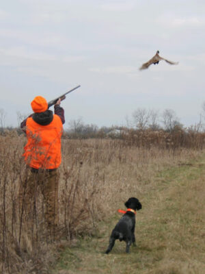 Buckeye Pheasant Hunting Preserve