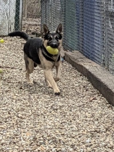 Perry County Dog Shelter - New Lexington, OH