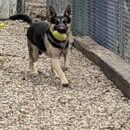 Perry County Dog Shelter - New Lexington, OH