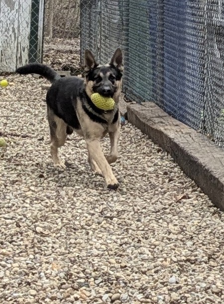 Perry County Dog Shelter - New Lexington, OH