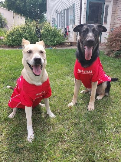 Perry County Dog Shelter - New Lexington, OH