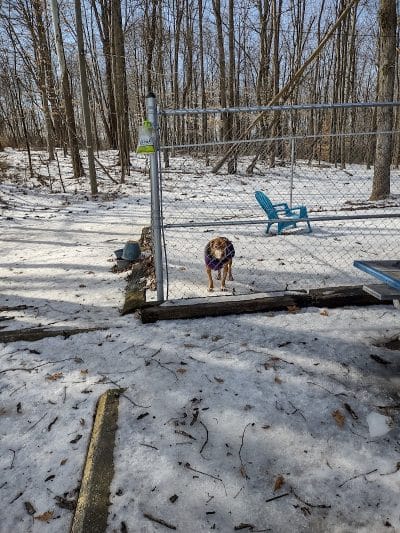 Perry County Dog Shelter - New Lexington, OH