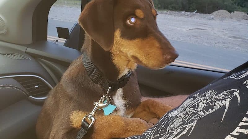 Perry County Dog Shelter - New Lexington, OH