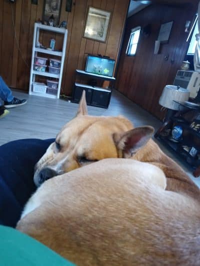Perry County Dog Shelter - New Lexington, OH