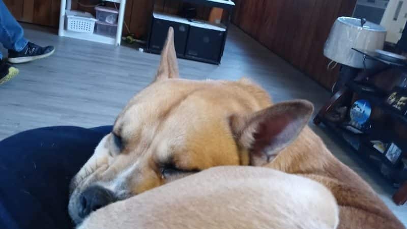 Perry County Dog Shelter - New Lexington, OH