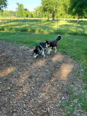 NL Jaycees Dog Park