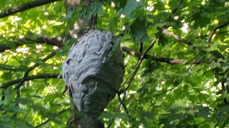 Crider Avenue Trail - New Philadelphia, OH