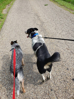 Tuscarawas County Dog Warden