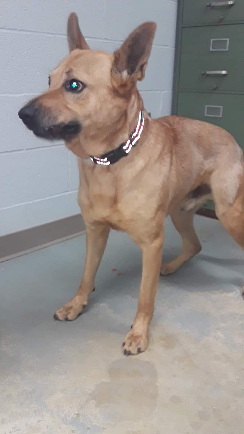 Tuscarawas County Dog Warden - New Philadelphia, OH