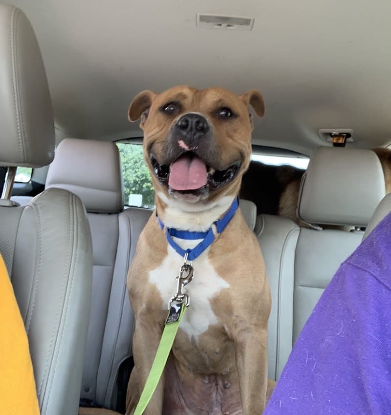 Tuscarawas County Dog Warden - New Philadelphia, OH