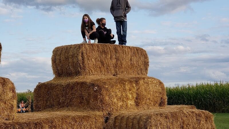 Maze Craze Corn Maze - New Springfield, OH
