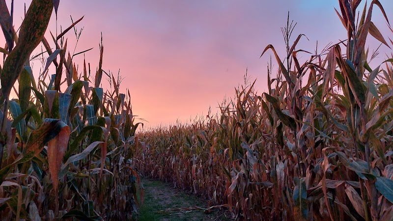 Maze Craze Corn Maze - New Springfield, OH