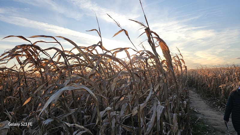 Maze Craze Corn Maze - New Springfield, OH