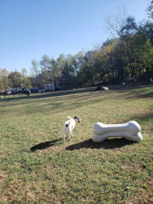 East Row Dog Park
