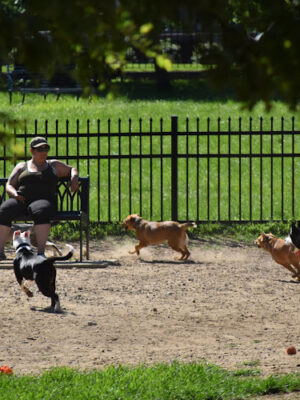 Newport Dog Park