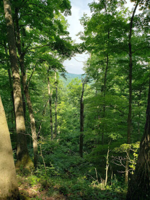 Kinderhook Horse Trail