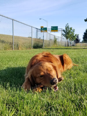 Newport Dog Park