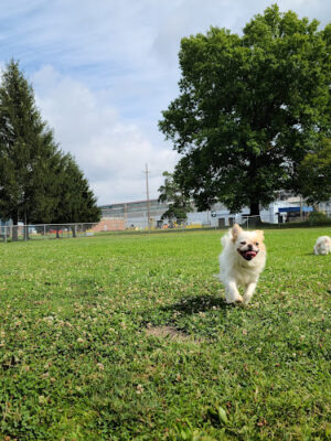 Waddell Park Dog Park
