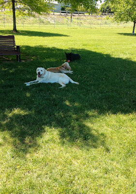 Ruff Run Dog Park