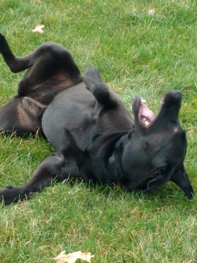 Ruff Run Dog Park - North Canton, OH